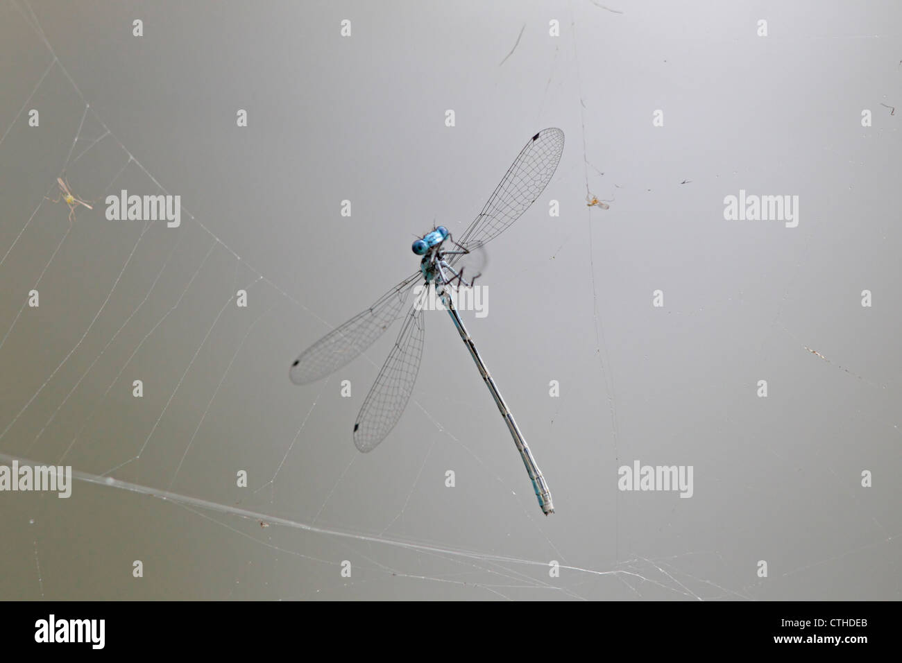 Common blue damselfly caught in hi-res stock photography and images - Alamy