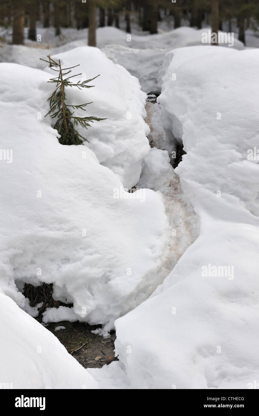 Track by Eurasian / European beaver (Castor fiber) showing slide in the