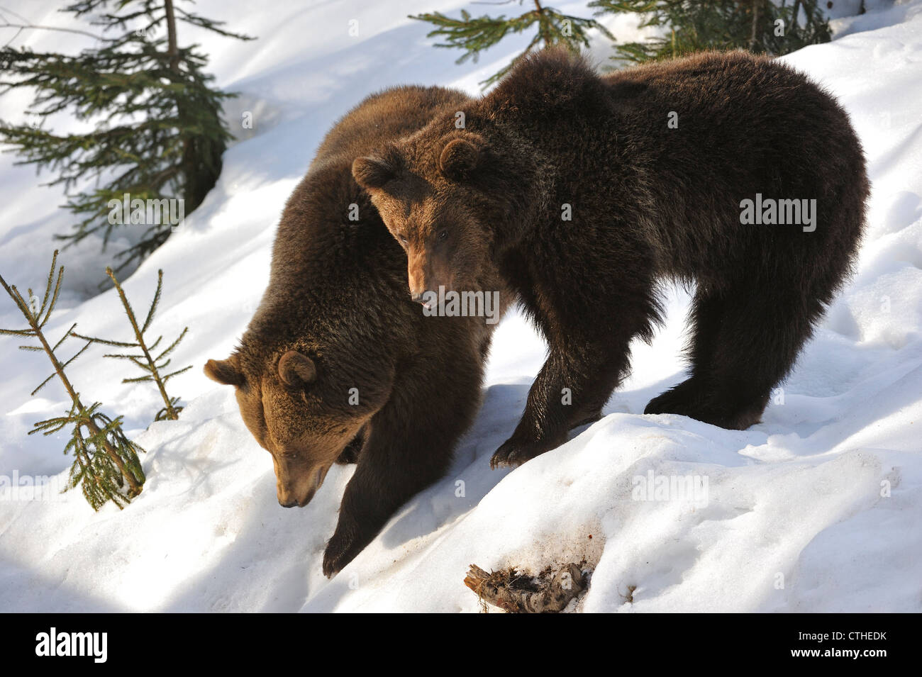 Eurasian Brown Bear (ursus Arctos Arctos) Female With Two-year-old Cub 