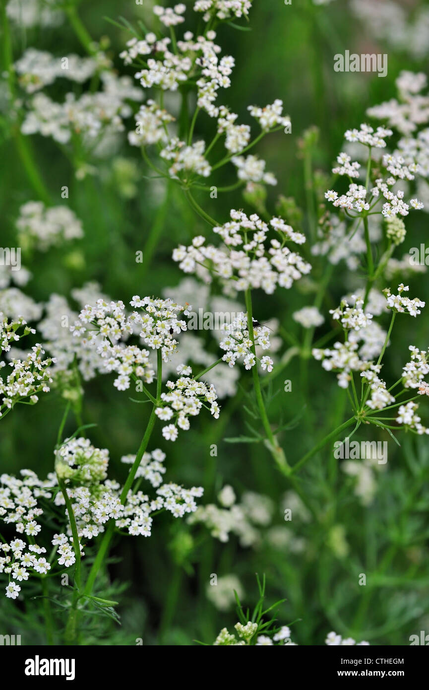 Caraway / Meridian fennel / Persian cumin (Carum carvi) in flower, native to western Asia, Europe and Northern Africa Stock Photo