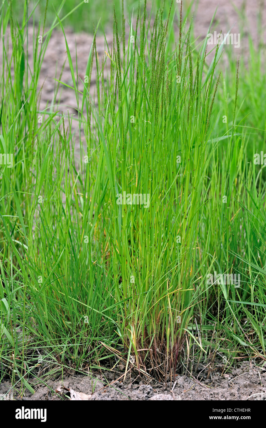 Creeping bentgrass / Creeping bent / Fiorin / Spreading bent / Carpet