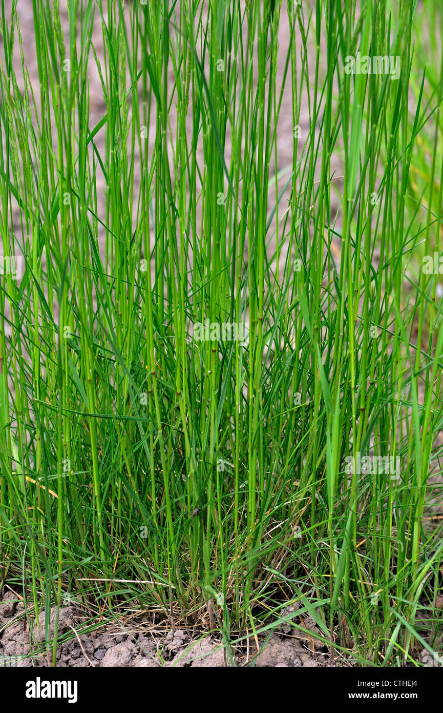 Creeping bentgrass / Creeping bent / Fiorin / Spreading bent / Carpet bent grass / Redtop (Agrostis stolonifera), North Africa Stock Photo