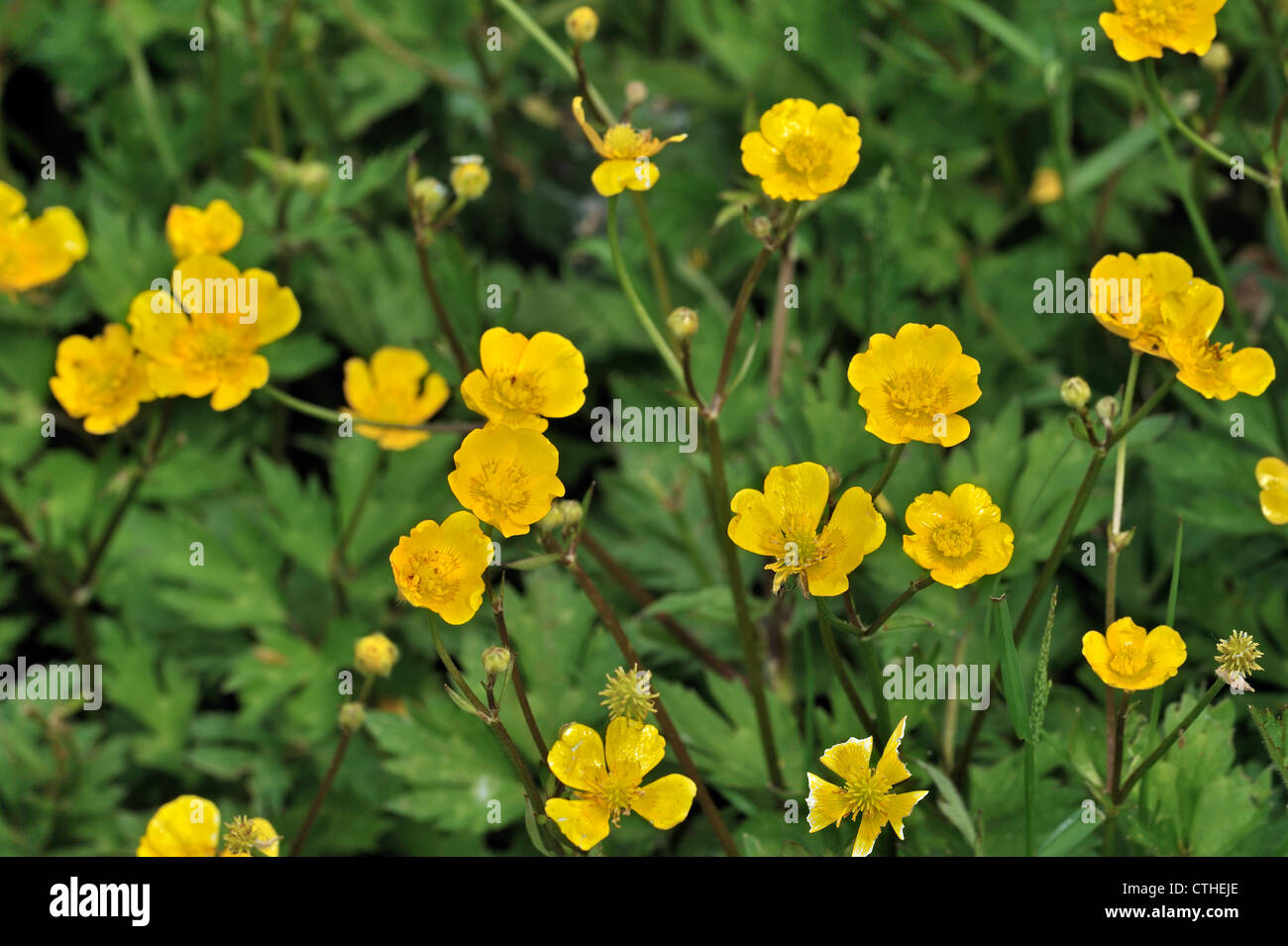 Creeping buttercup / Creeping crowfoot (Ranunculus repens) in flower Stock Photo
