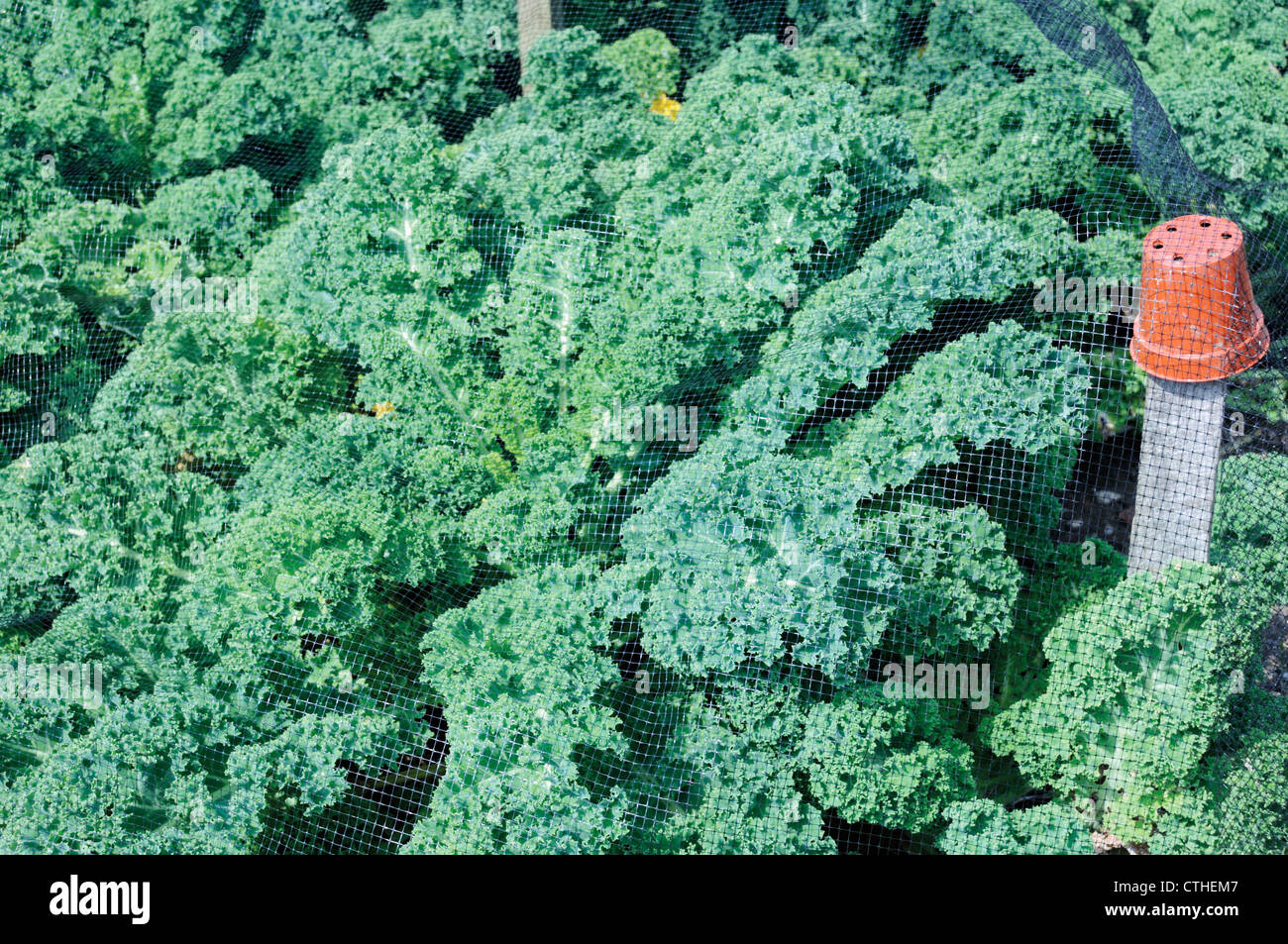 Brassica oleracea acephala, Kale Stock Photo