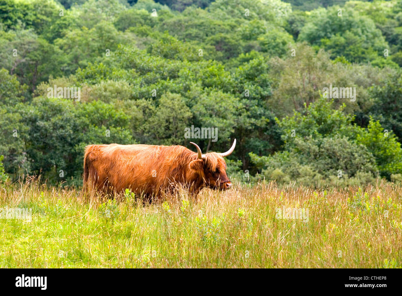 A lone Highland Cow at Glencoe in the Scottish Highlands Stock Photo ...