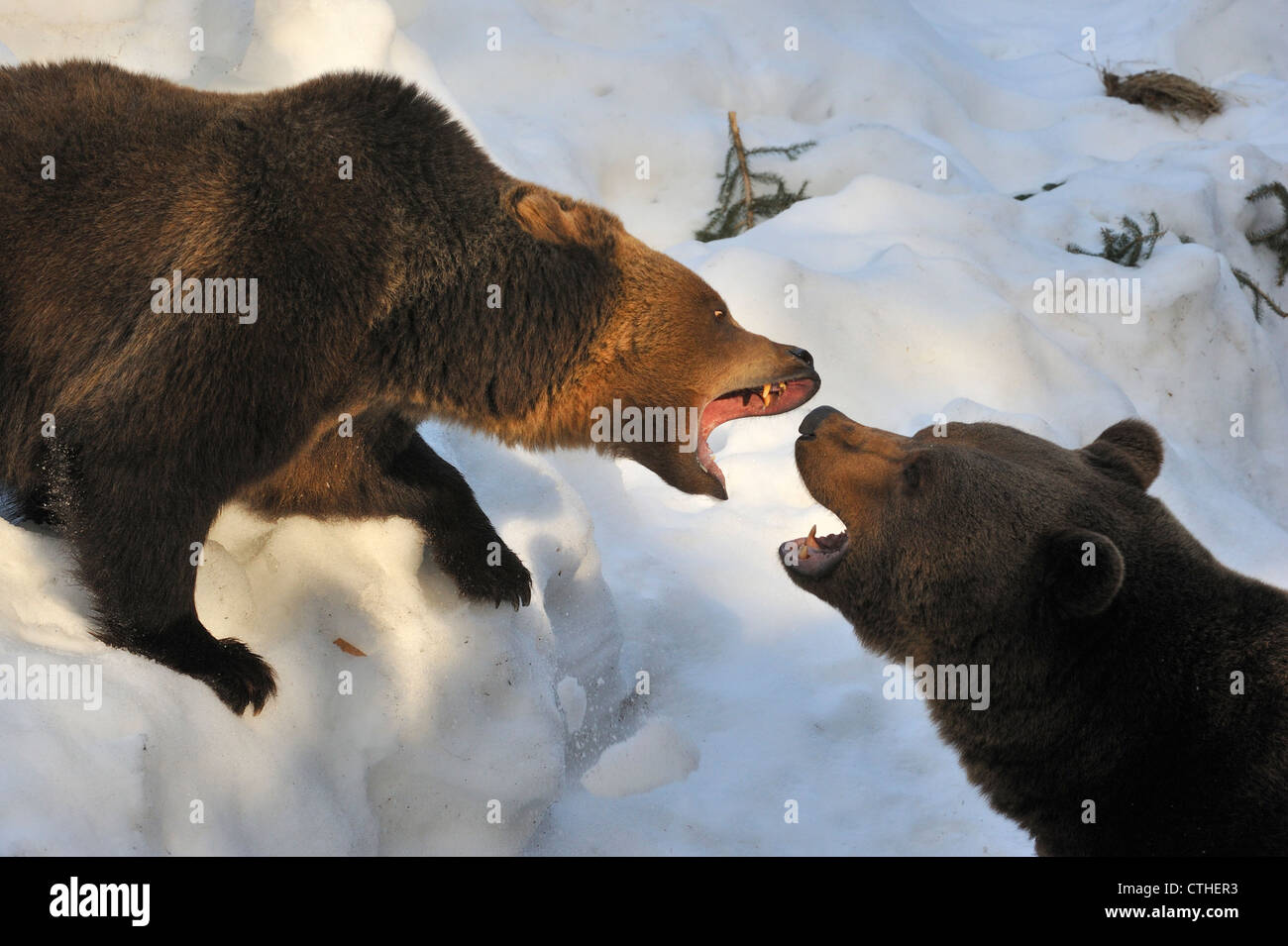 Eurasian brown bear (Ursus arctos arctos) female fighting / mouthing to keep male away from cubs by growling fiercely Stock Photo