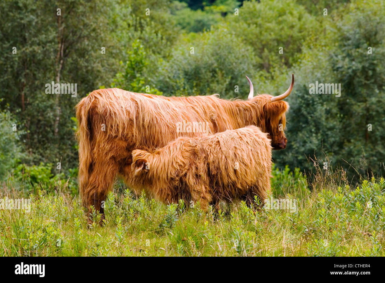 A Highland Cow with Calf at Glencoe in the Scottish Highlands Stock ...