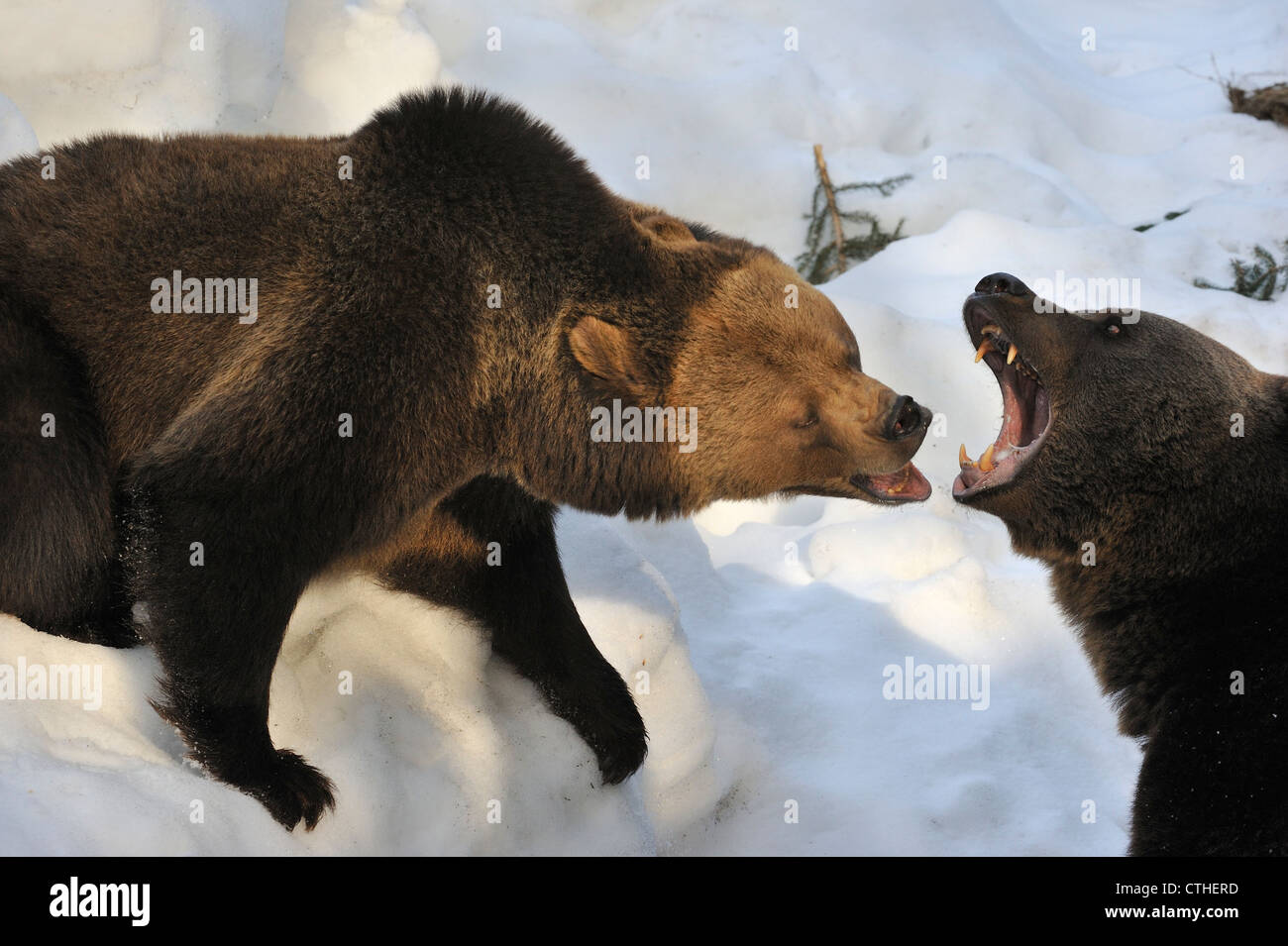 Eurasian brown bear (Ursus arctos arctos) female fighting / mouthing to keep male away from cubs by growling fiercely Stock Photo