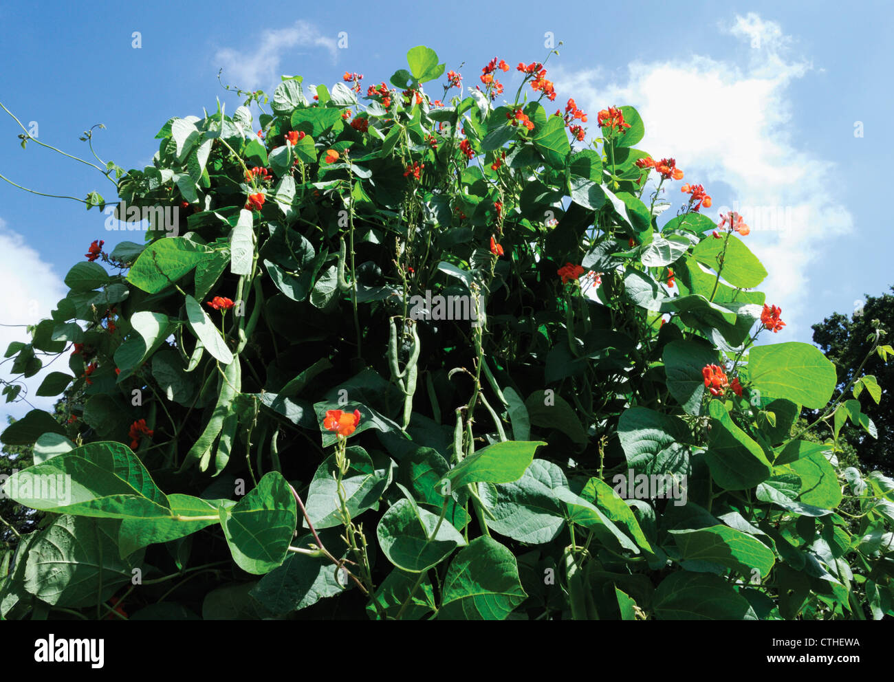 Brassica oleracea acephala, French bean Stock Photo