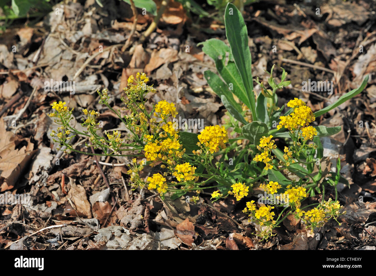 Gold Alyssum / Basket of Gold / Gold Dust / Goldentuft alyssum / Rock madwort (Alyssum saxatile / Aurinia saxatilis) in flower Stock Photo