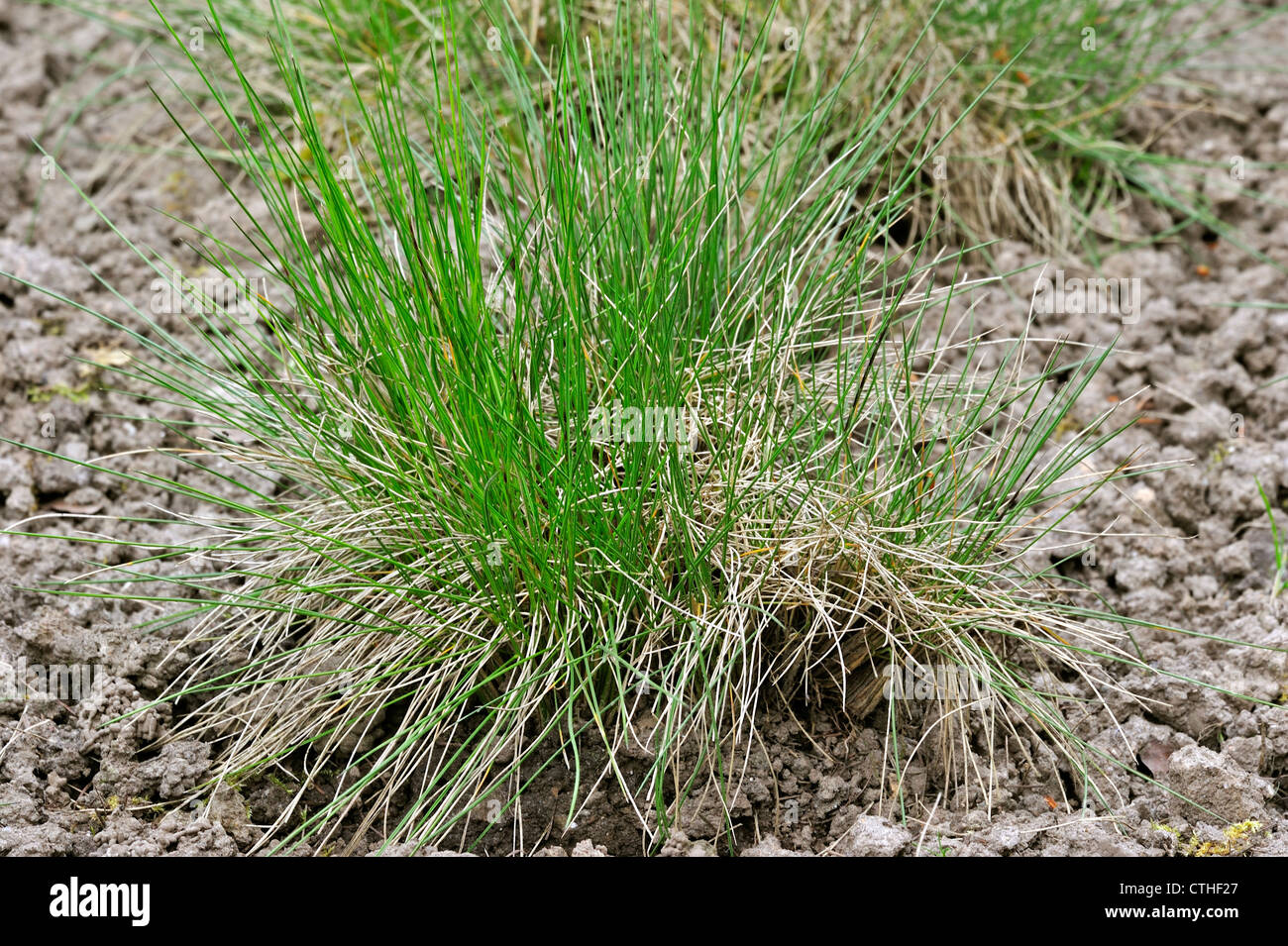 Matgrass / moor matgrass / nard grass (Nardus stricta), Europe Stock Photo
