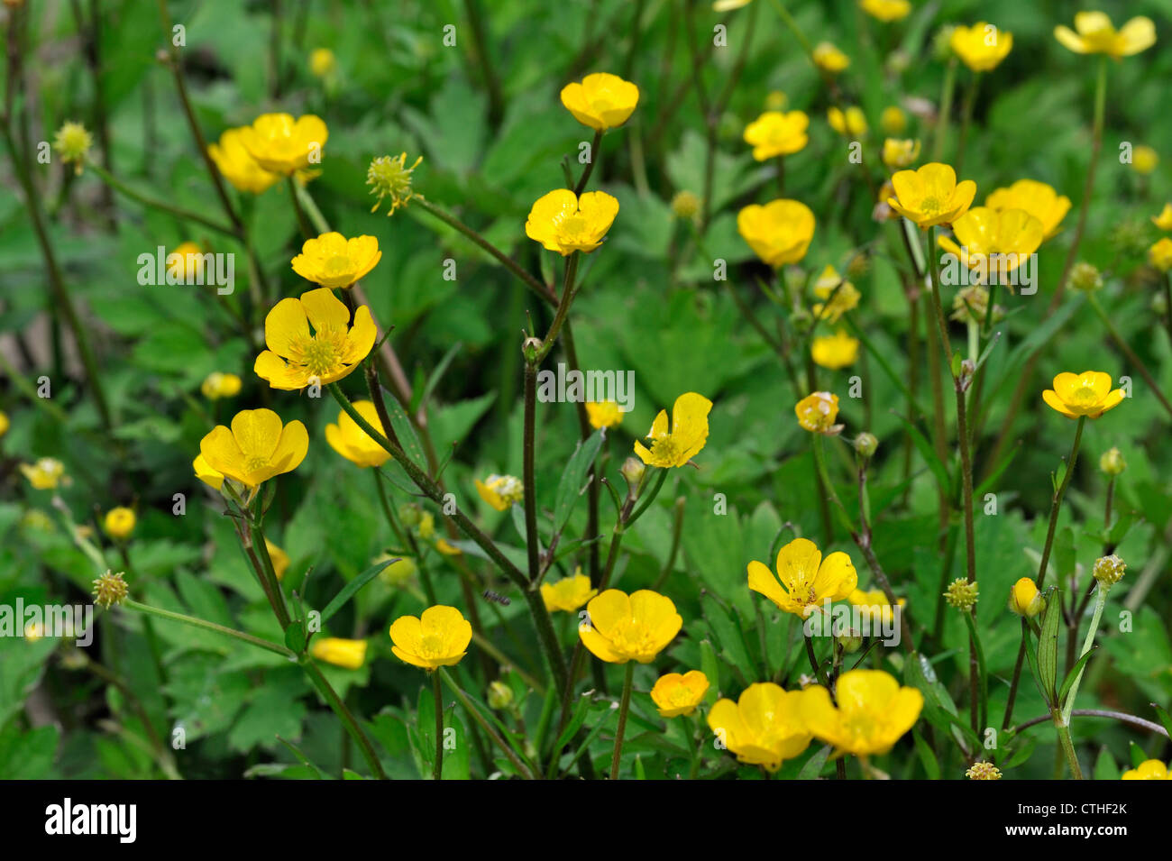 Meadow buttercup / Tall buttercups (Ranunculus acris) in flower in meadow, Belgium Stock Photo