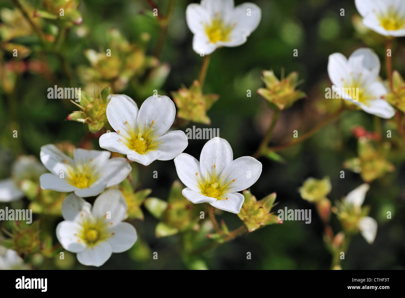 Mossy saxifrage (Saxifraga hypnoides) in flower, Europe Stock Photo