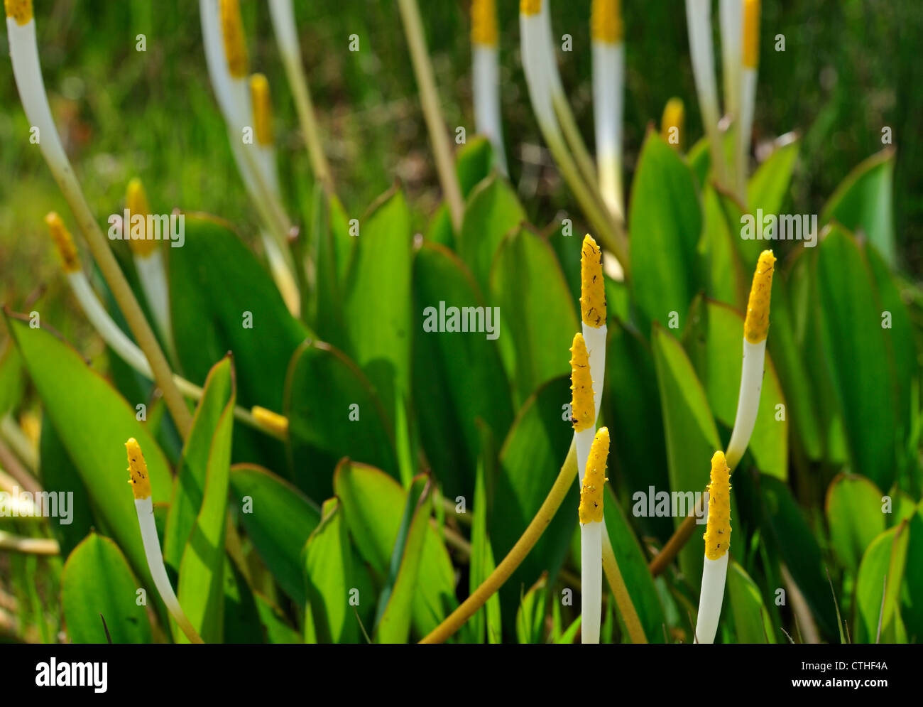 Golden Club (Orontium aquaticum) aquatic plants in pond, native to
