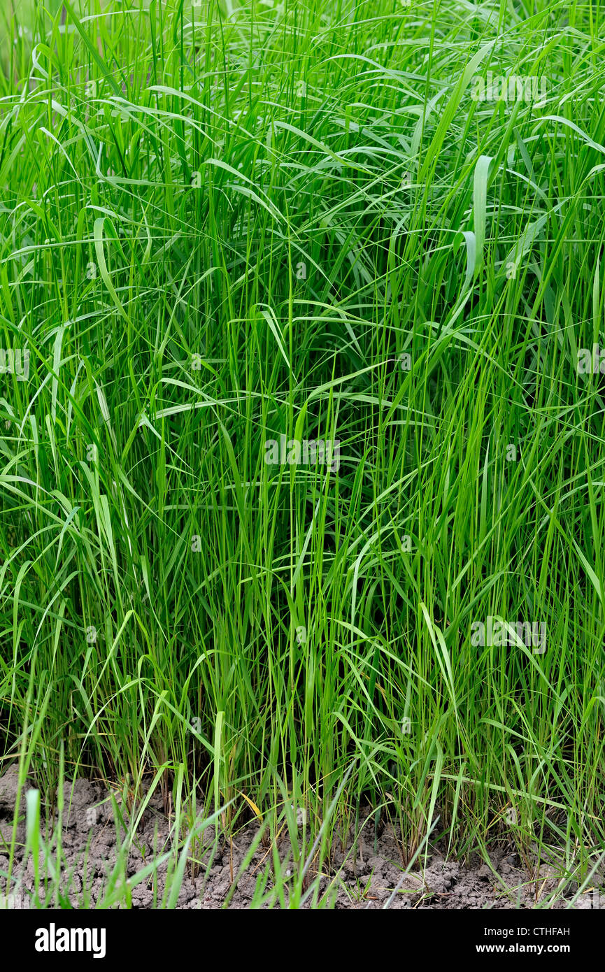 Purple small-reed / Purple small reed grass (Calamagrostis canescens), Belgium Stock Photo