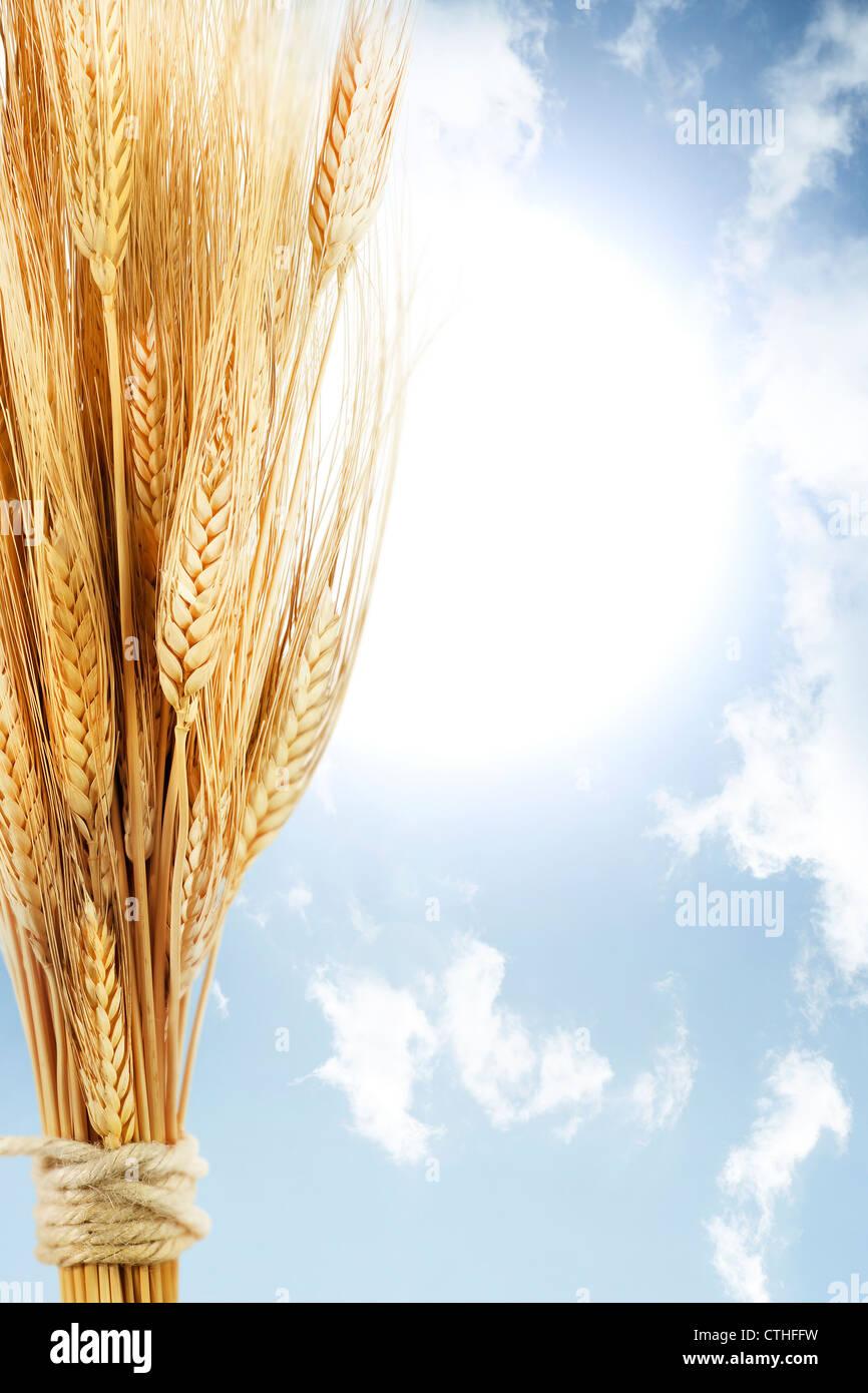 wheat on blue sky with sunrise Stock Photo