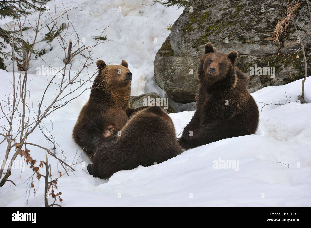 Female brown bear suckling her cubs hi-res stock photography and images ...