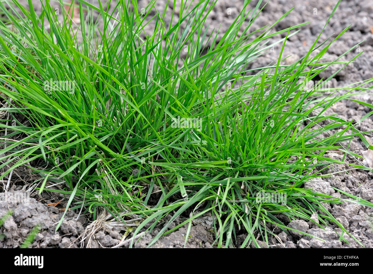 Tufted hair-grass / Tufted hair grass / Tussock grass (Deschampsia cespitosa), native to North America, USA Stock Photo