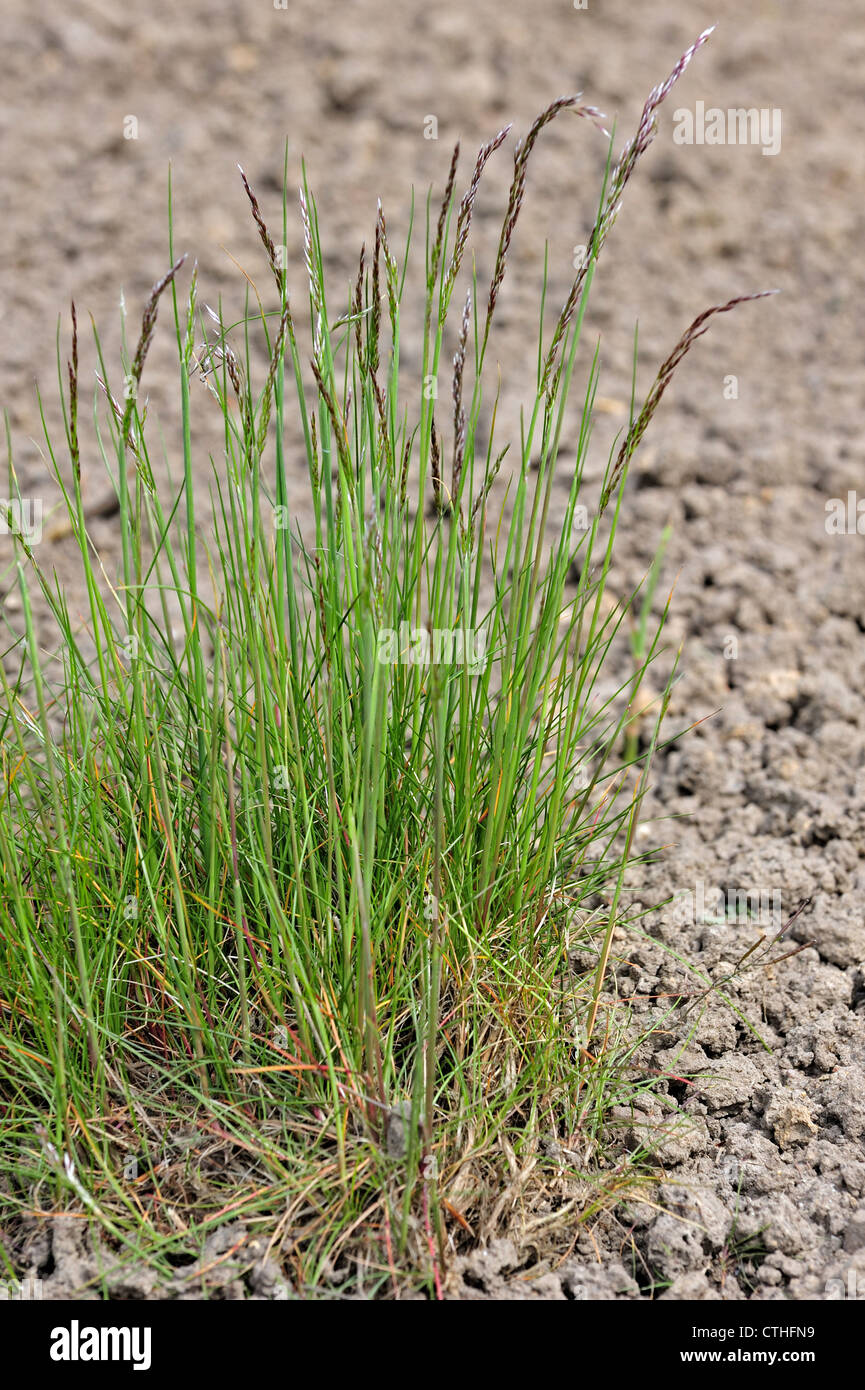 Wavy hair-grass / Wavy hairgrass (Deschampsia flexuosa / Aira flexuosa), Belgium Stock Photo