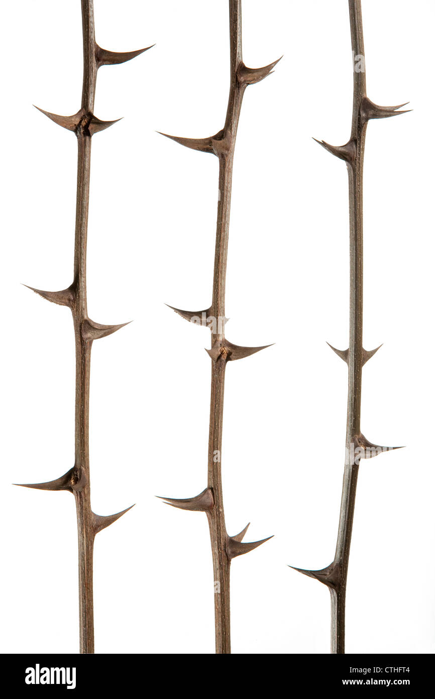 branches of thorns on white background Stock Photo