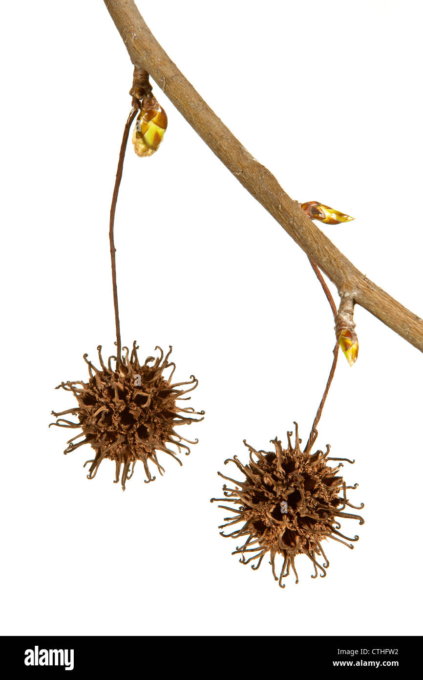 pine cones hanging from a branch on a white background Stock Photo - Alamy