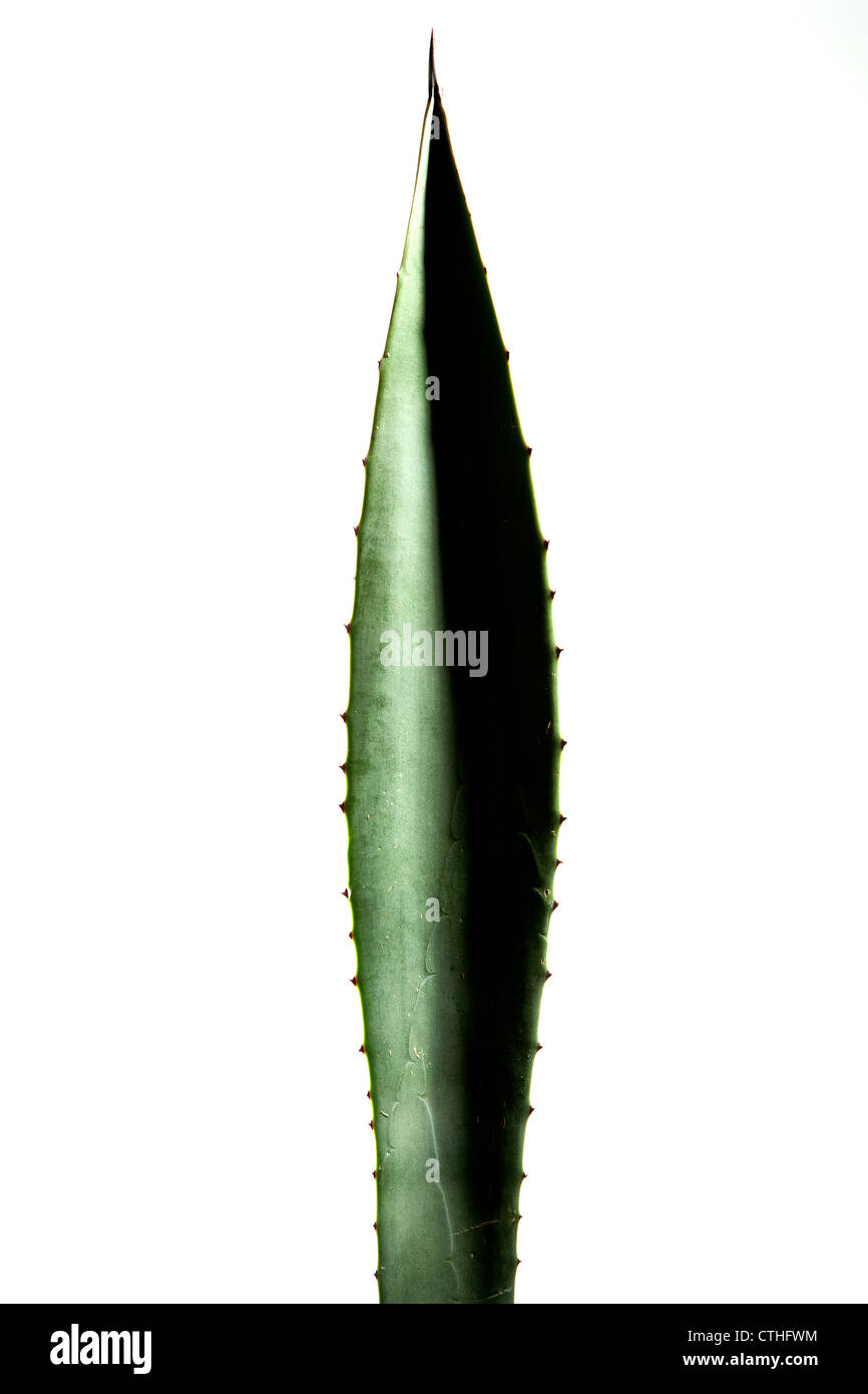 portion of agave plant on white background Stock Photo - Alamy