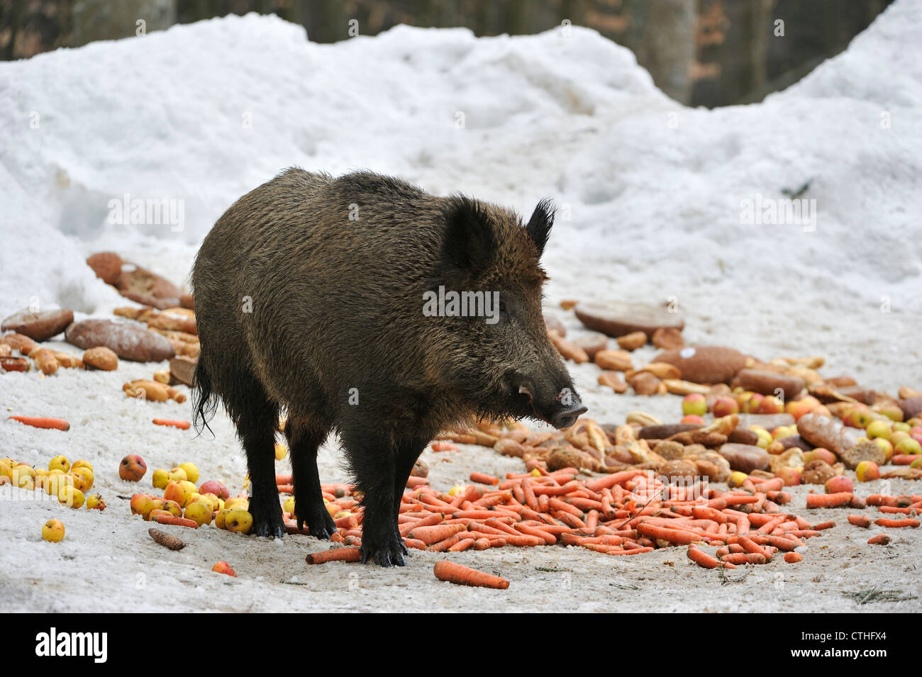 Pigs eating apples hires stock photography and images Alamy