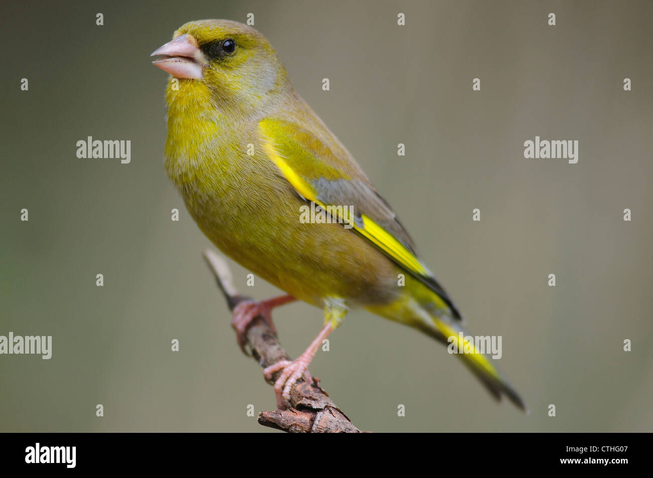 A greenfinch perched an a twig UK Stock Photo