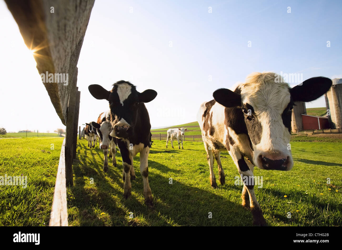 Cows In A Field Standing Along A Fence; Dundee, Minnesota, United States of America Stock Photo