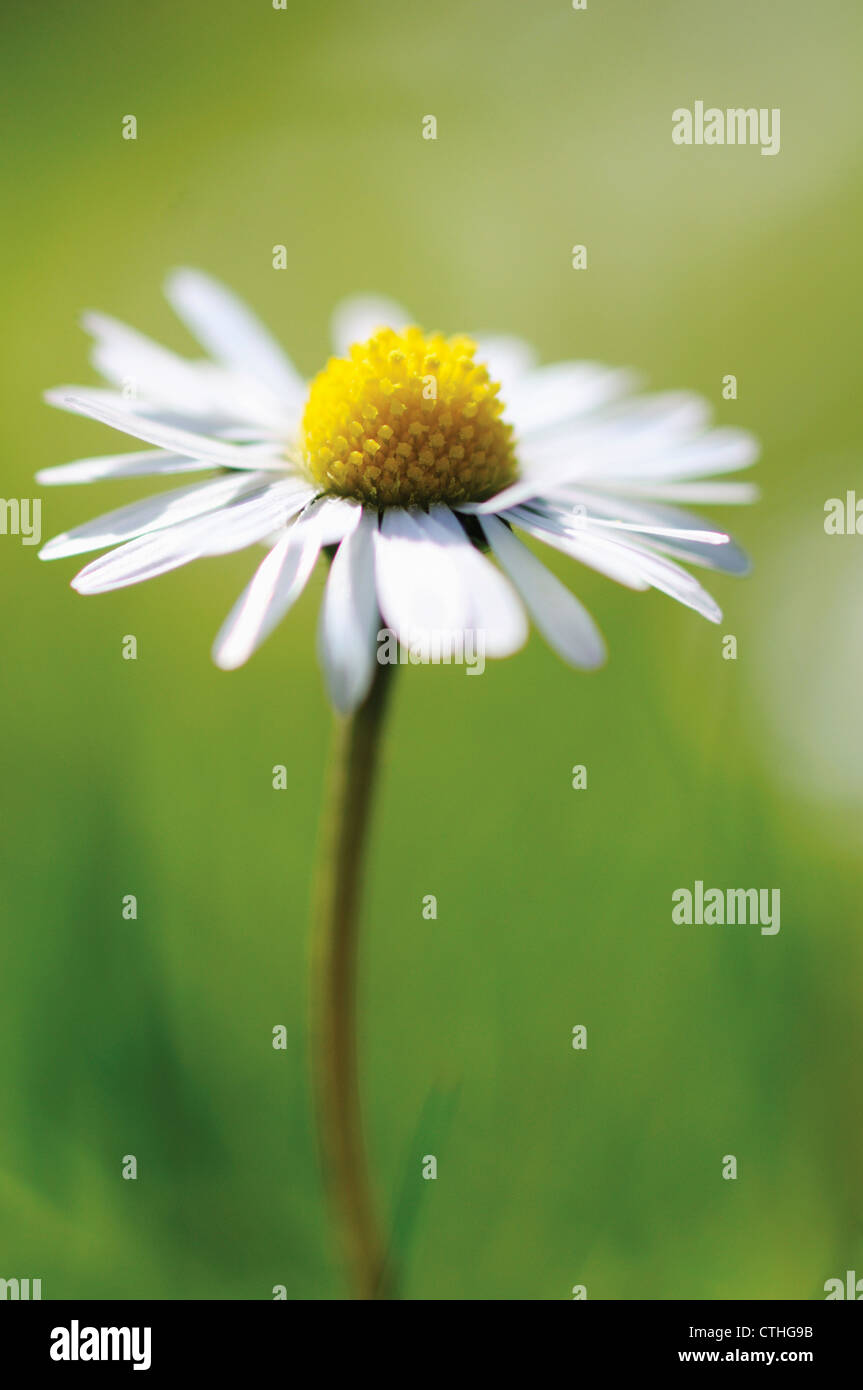 Singular daisy hires stock photography and images Alamy