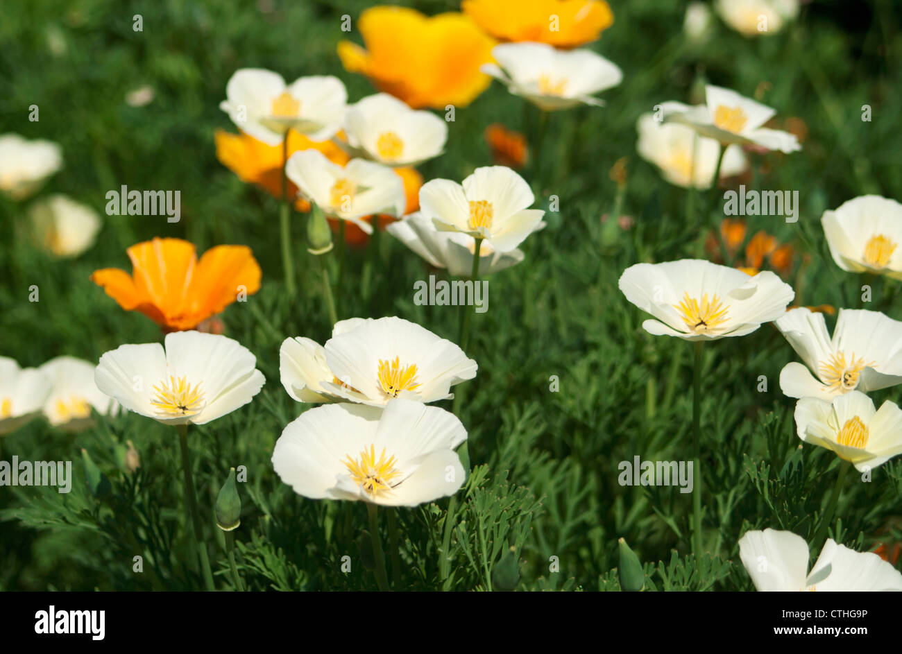 Beautiful white and orange poppy flowers on green grass with copy space. Stock Photo