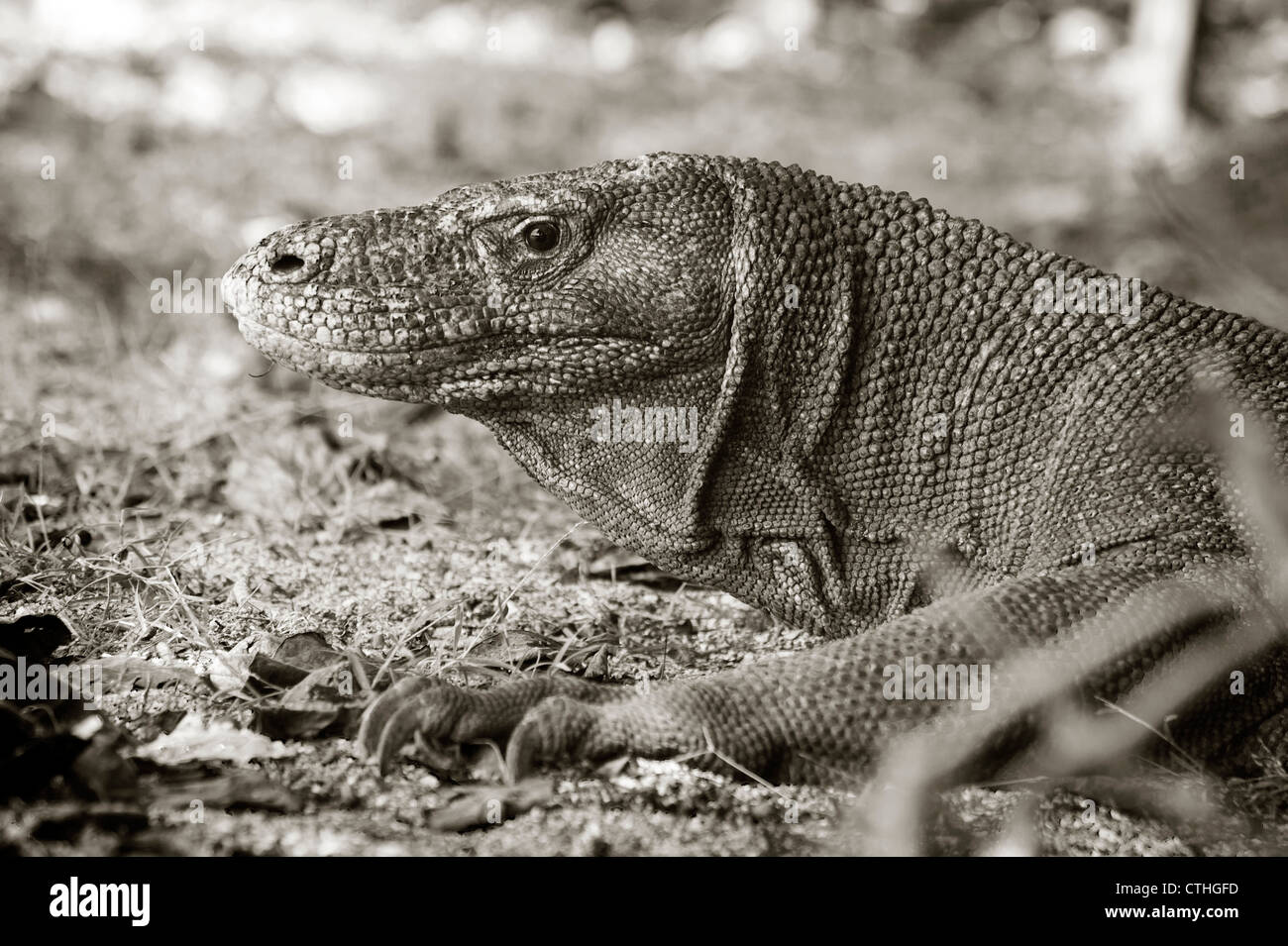 The Komodo dragon also known as the Komodo monitor, is a large species of lizard found in the Indonesian Island of Komodo. Stock Photo