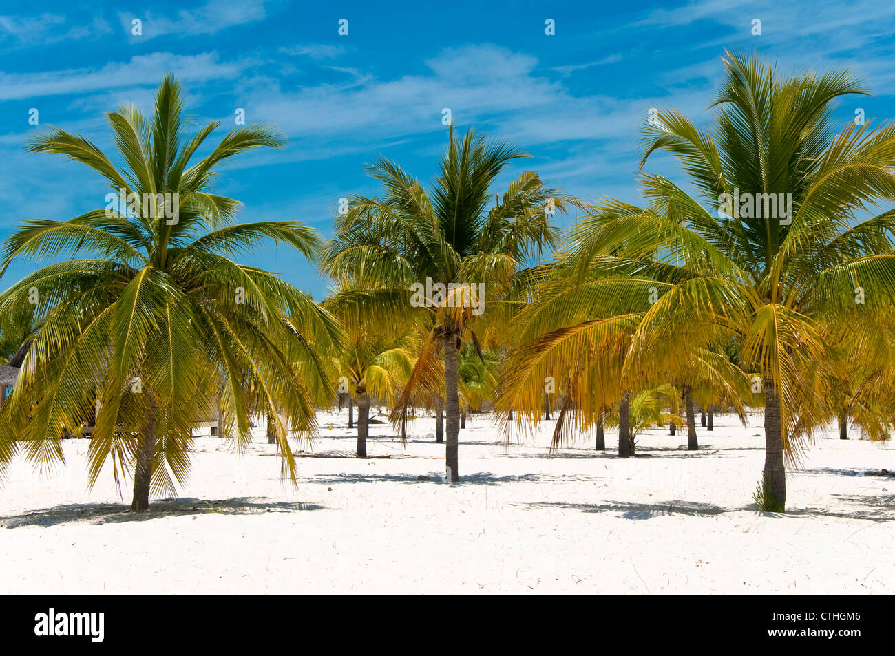Palm Trees on Sirena Beach, Cayo Largo del Sur, Cuba Stock Photo