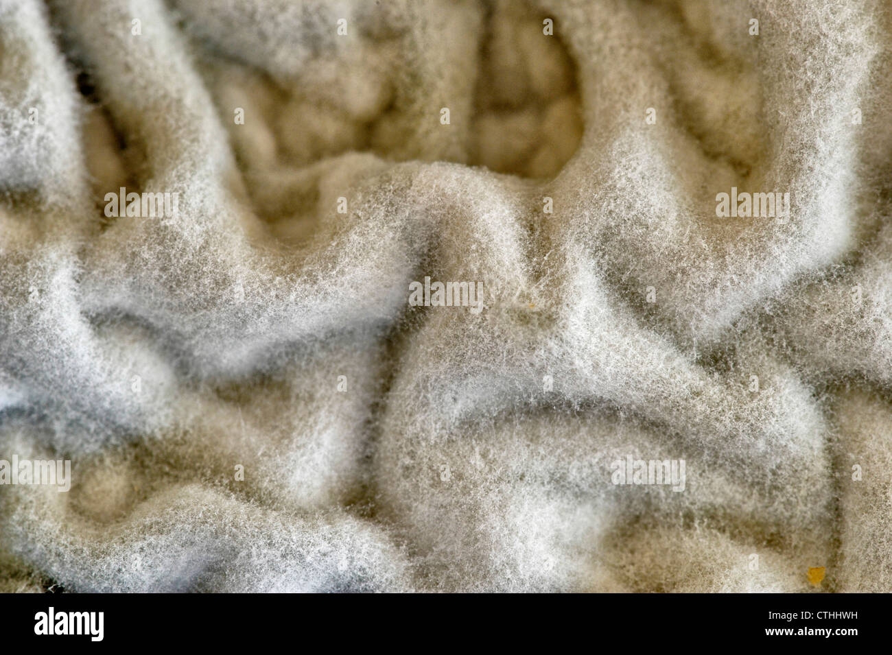 Mould mycelium on the surface of a spoiled container of sour cream, Greater Sudbury, Ontario, Canada Stock Photo