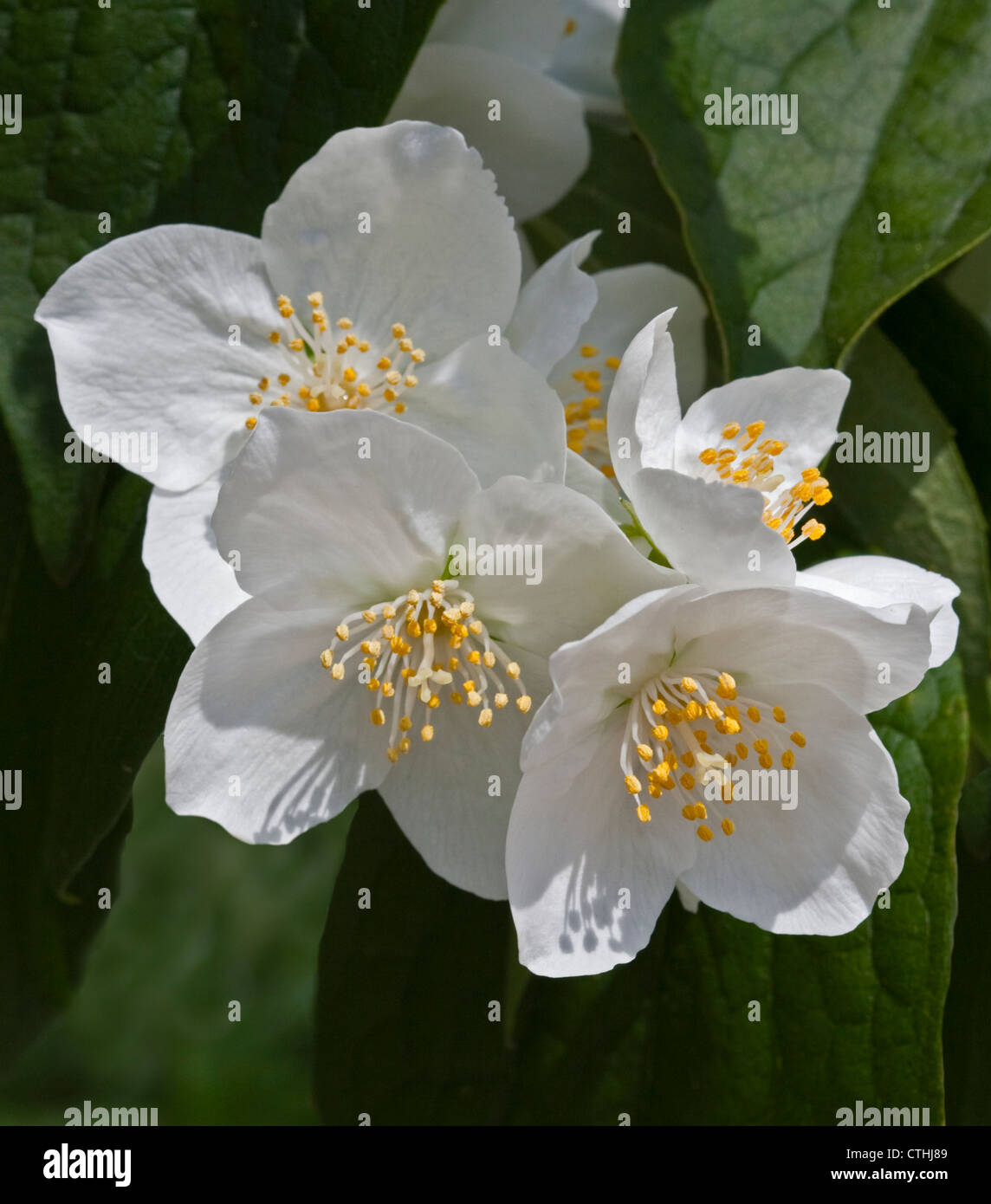White Philadelphus Flowers Stock Photo