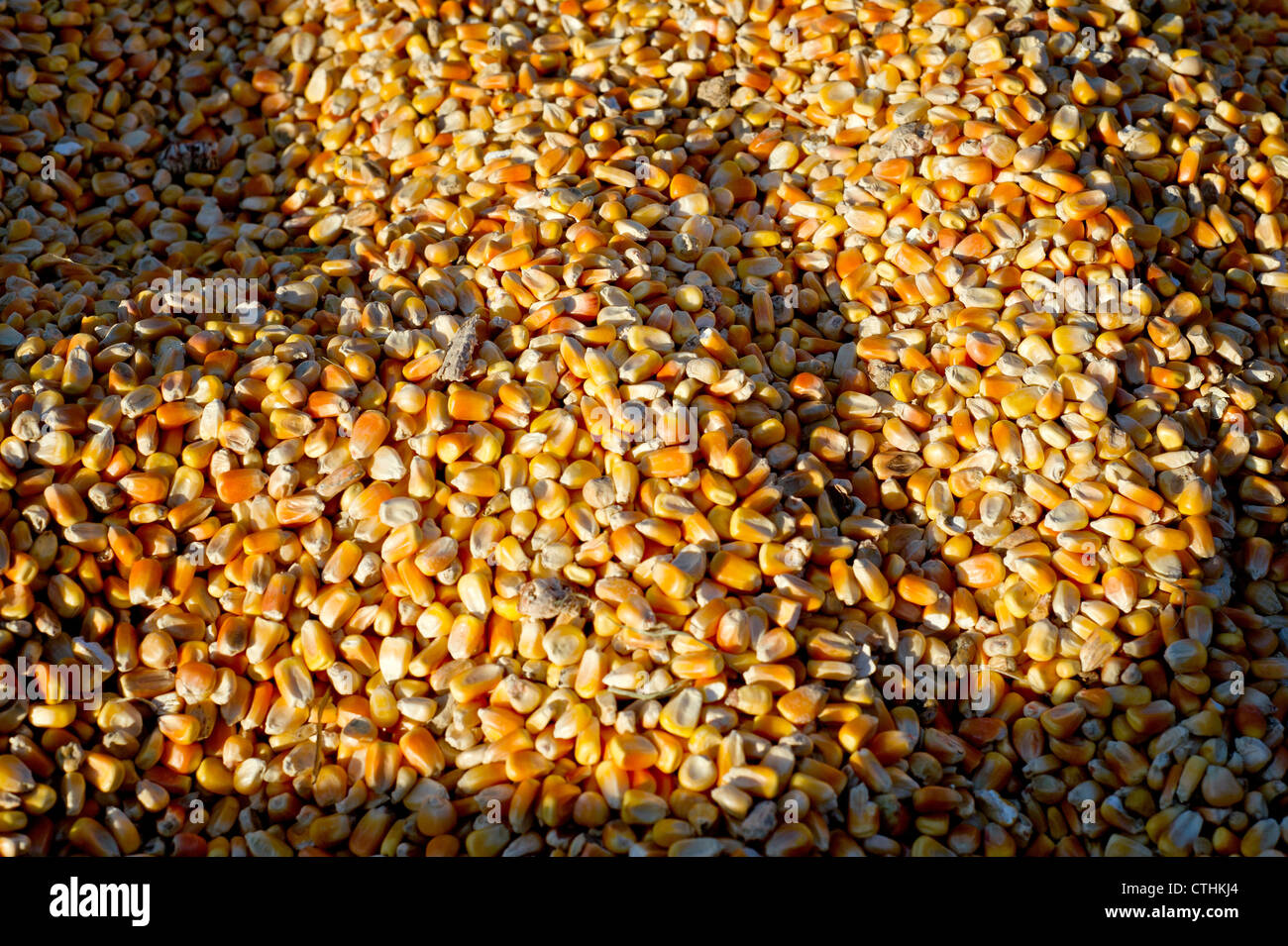 A pile of dried feed corn Stock Photo Alamy