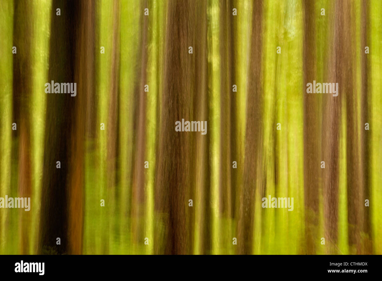 Douglas Fir woodland, Olympic National Park (Sol Duc unit), Washington, USA Stock Photo