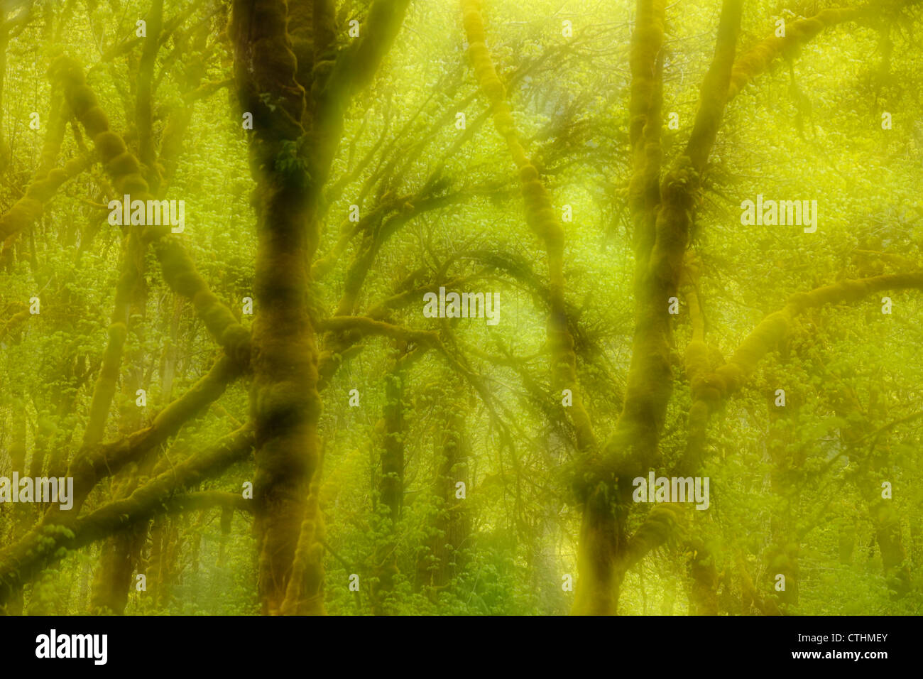 Rainforest with Bigleaf maple and epiphytic mosses, Olympic National Park, Elwha Unit, Washington, USA Stock Photo