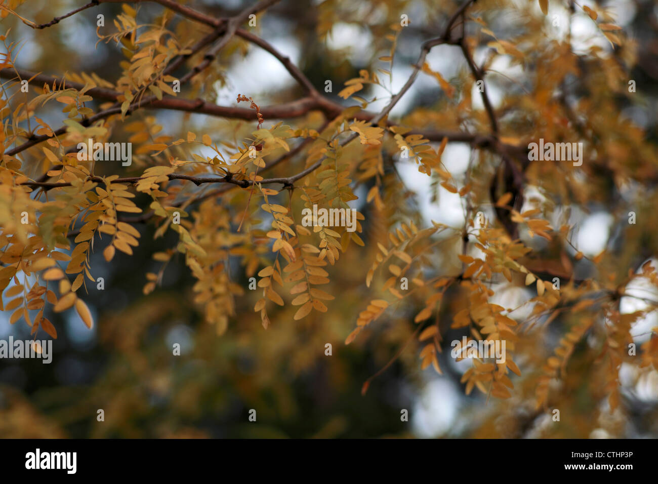 Honey Locust Stock Photos & Honey Locust Stock Images Alamy