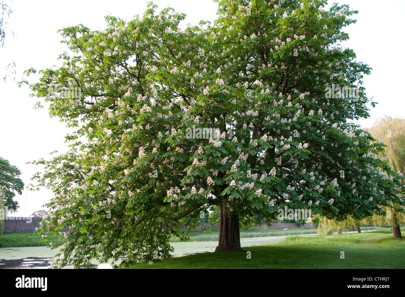 Horse chestnut tree may hires stock photography and images Alamy