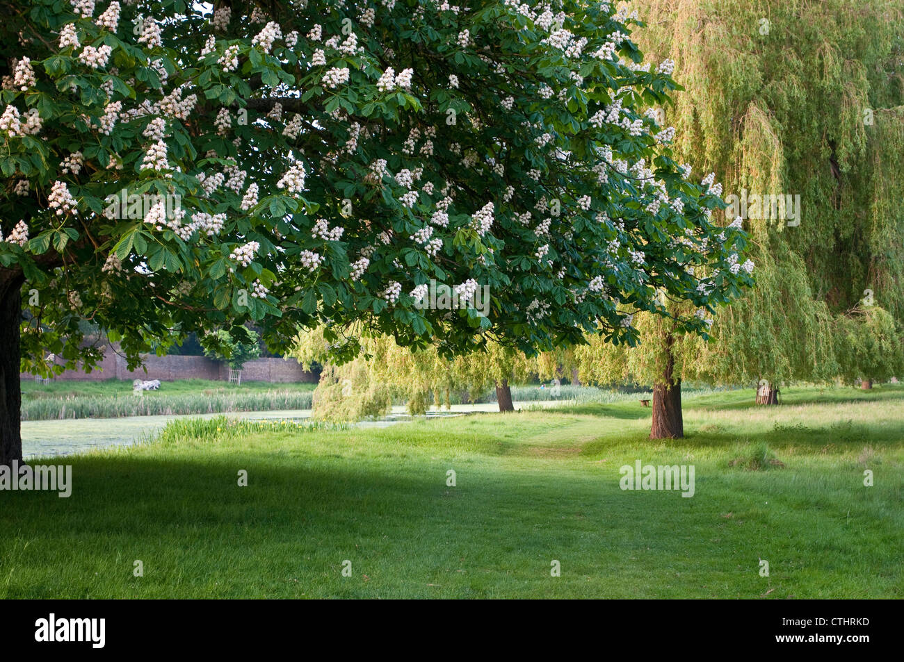 Horse chestnut tree in bloom and weeping willow trees, Home Park, Hampton Wick, Surrey, England