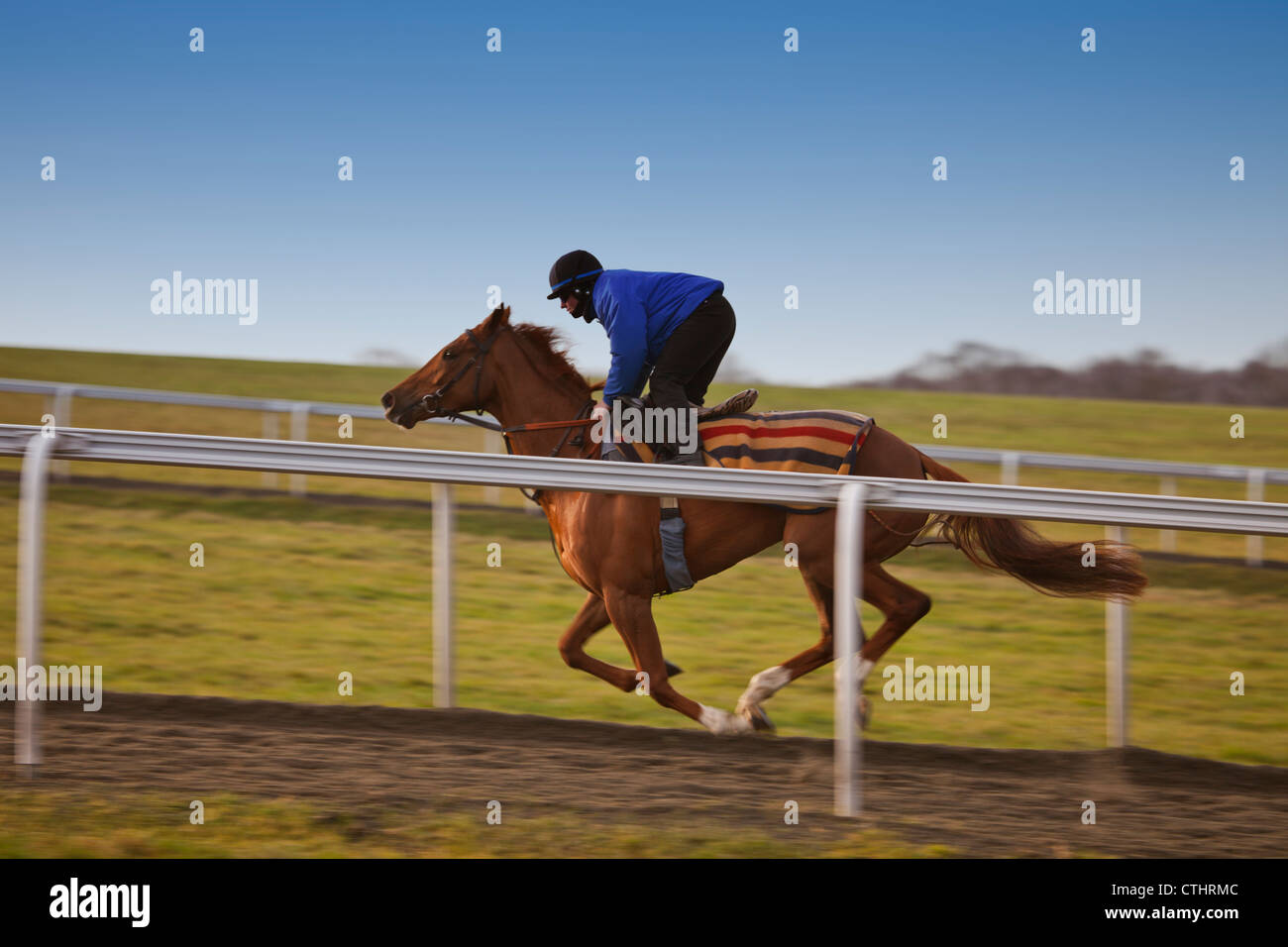 A thoroughbred racehorse in training Stock Photo