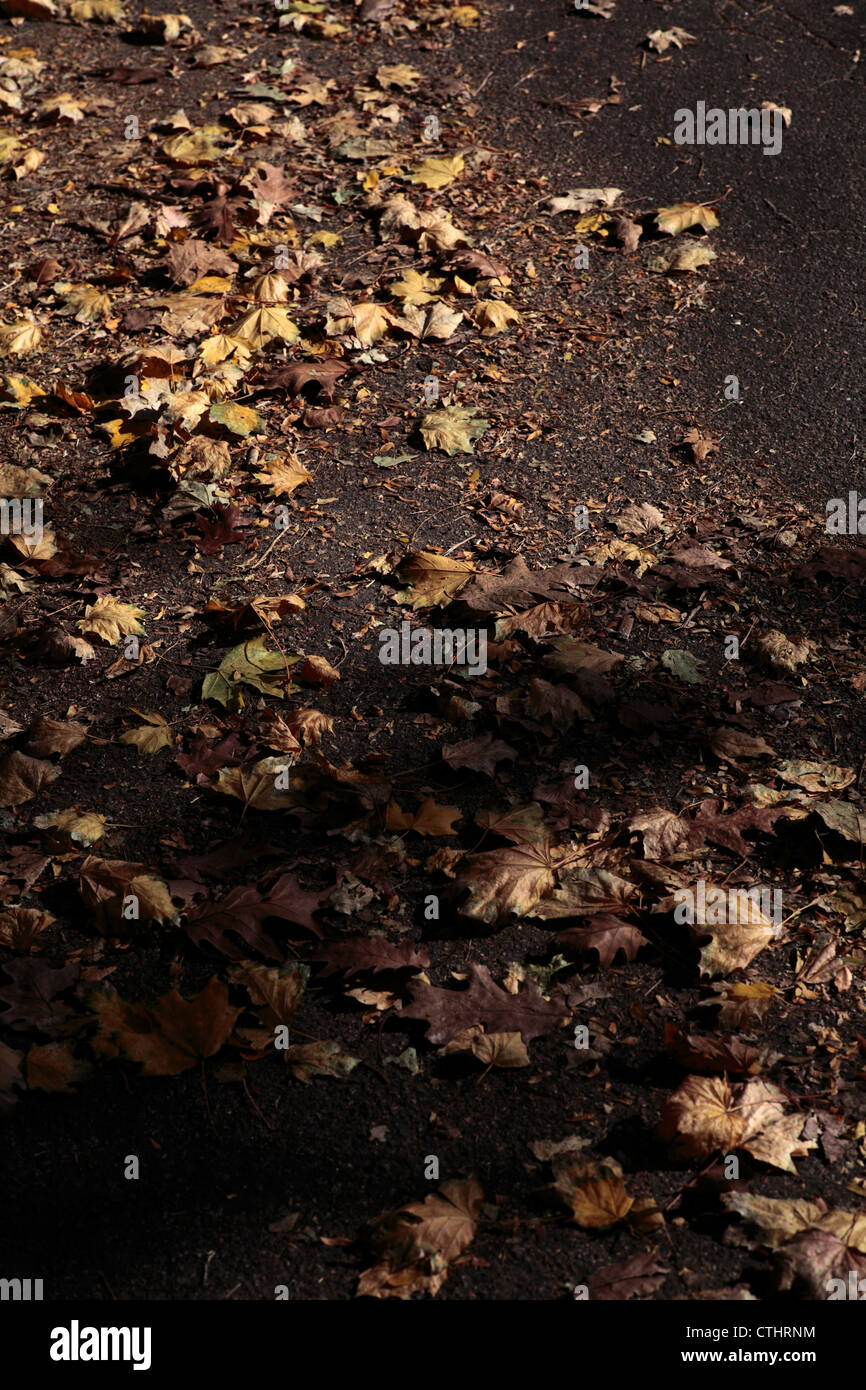 Autumn leaves litter a street surface. Stock Photo