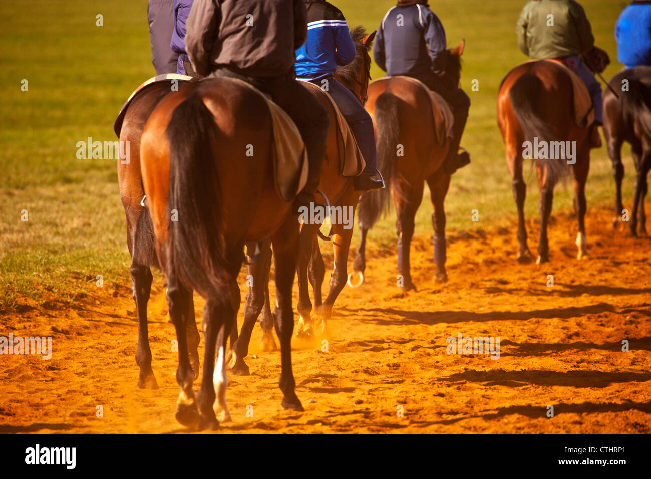 A string of racehorses walking back to the start line during training at the National Stud in Newmarket Stock Photo