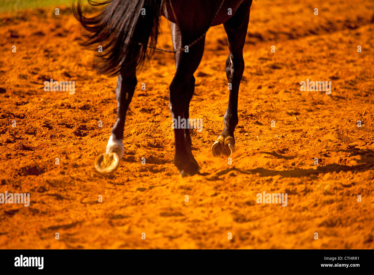 Galloping Horse Hooves High Resolution Stock Photography and Images Alamy
