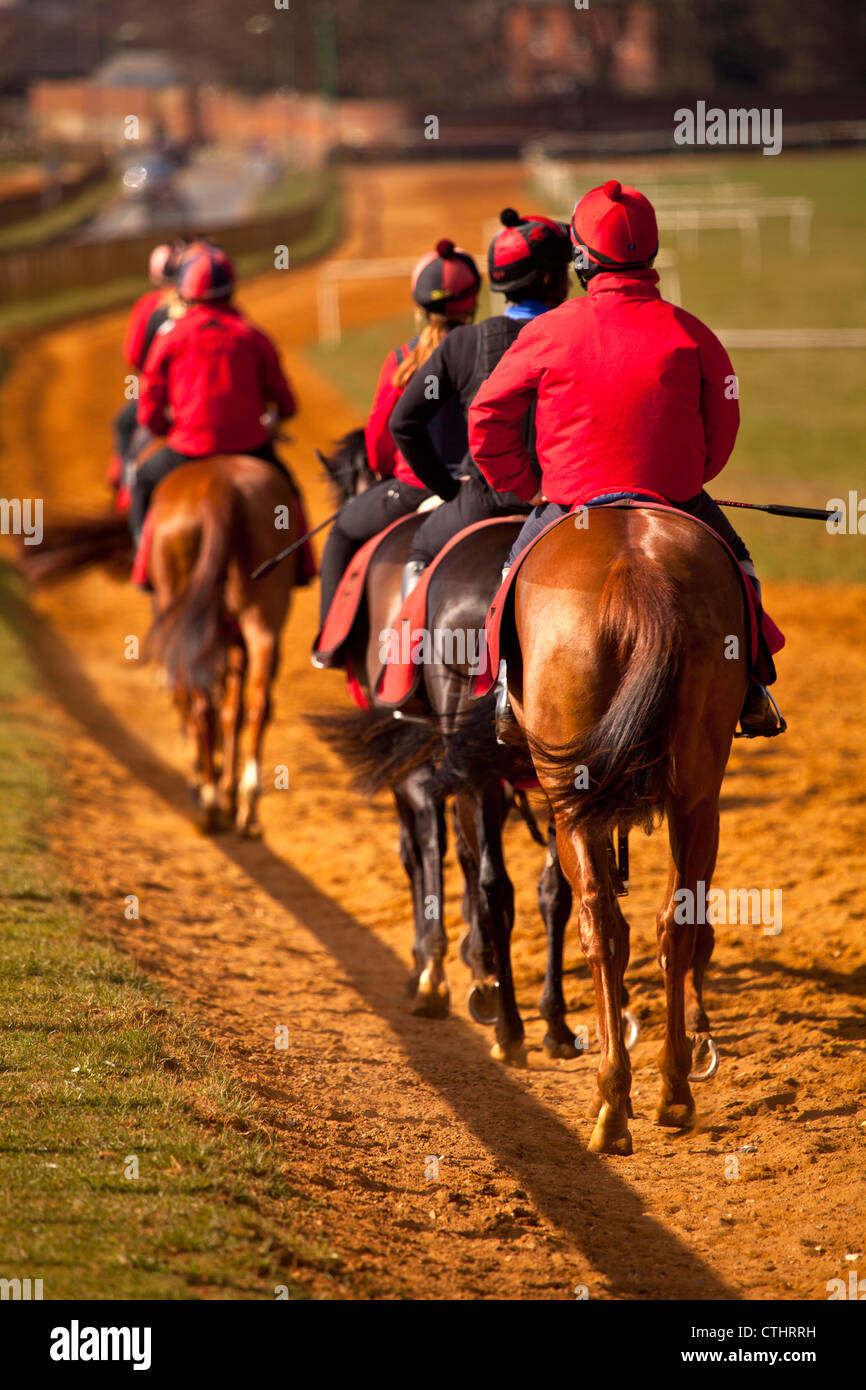 a string of racehorses walking back towards the start of the course in training Stock Photo