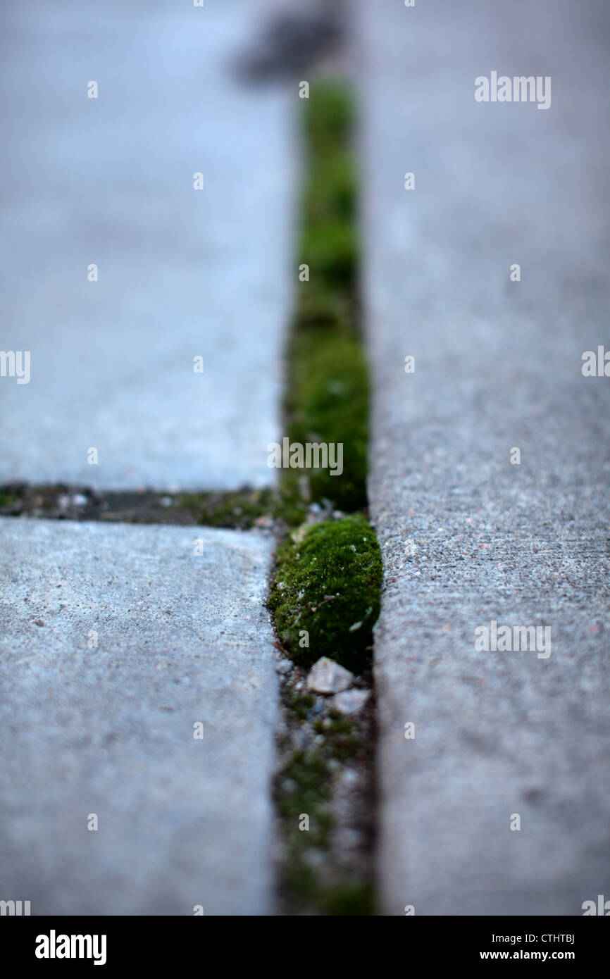 Moss growing in sidewalk pavement crack. Stock Photo
