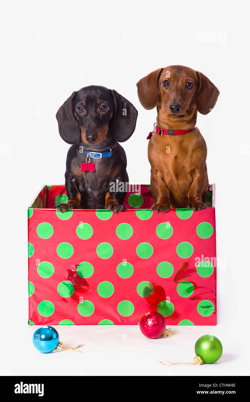 Two Dachshund Puppies Inside A Polka Dot Christmas Gift Box Stock Photo