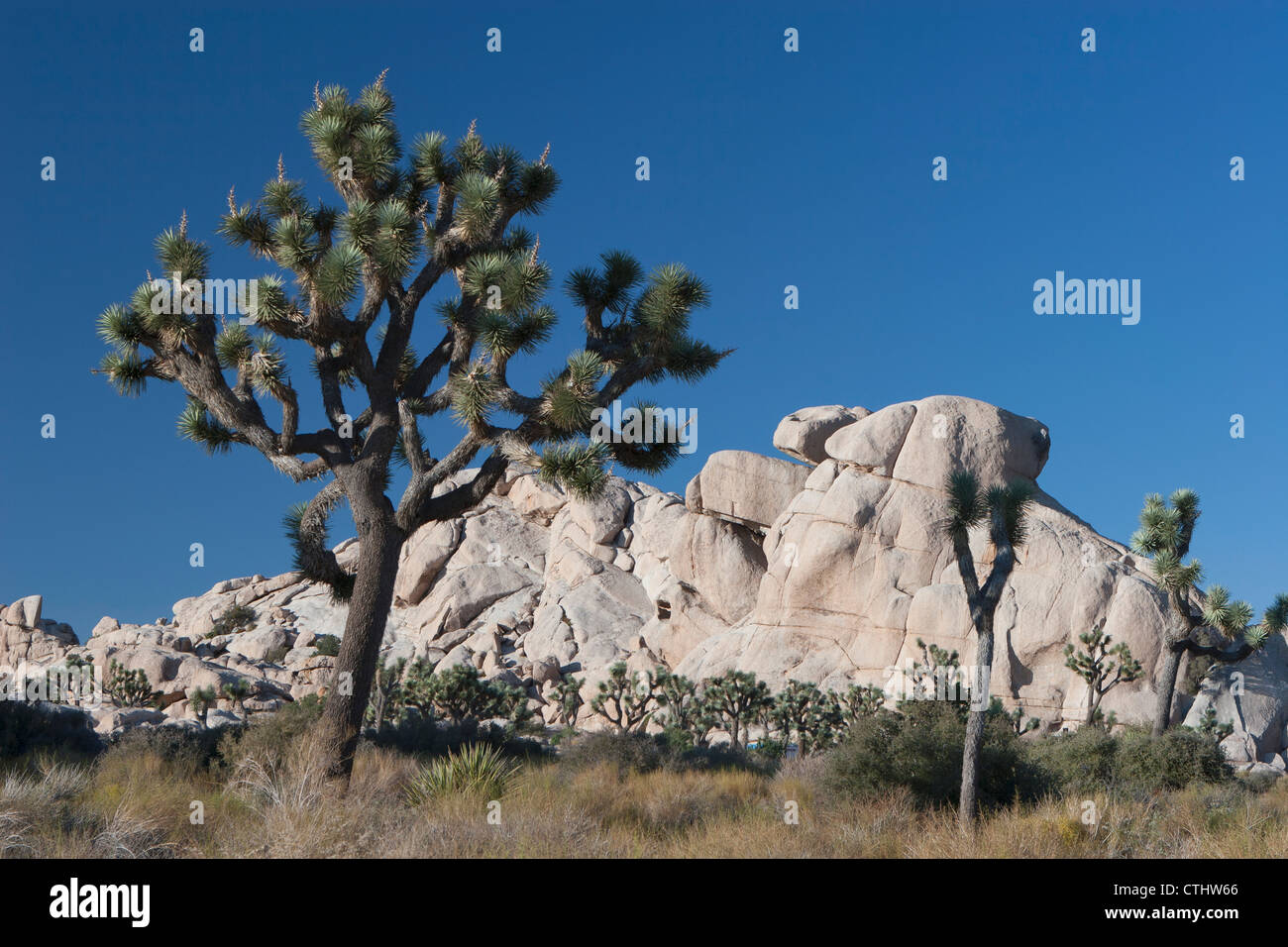 Yucca Trees In Desert With Rounded Rock Formation In Distance With Blue