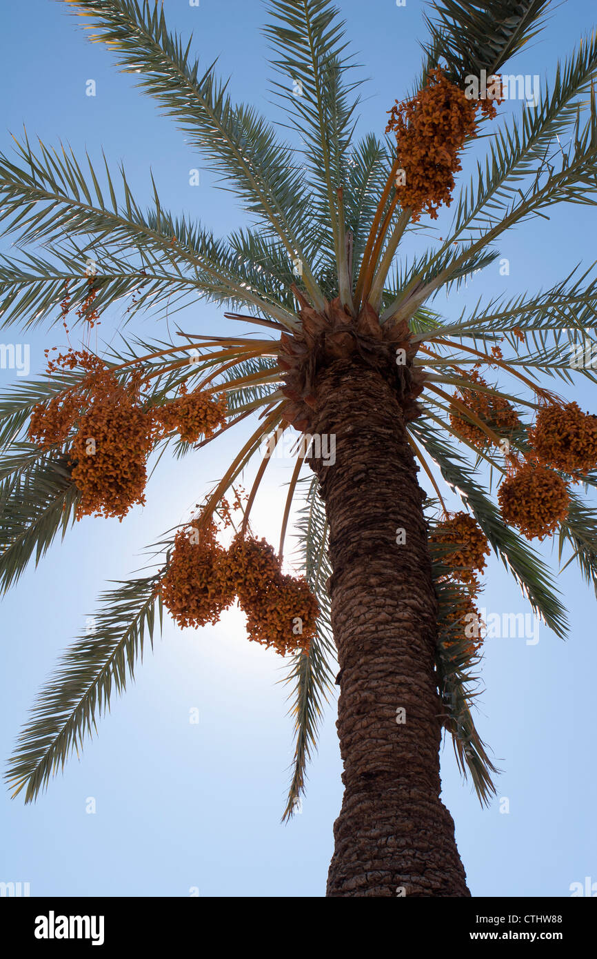 Date tree hi-res stock photography and images - Alamy